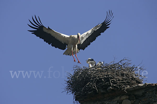 Weißstorch (Ciconia ciconia)