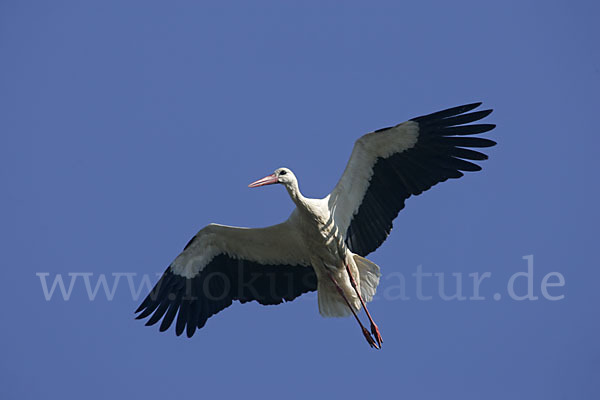 Weißstorch (Ciconia ciconia)