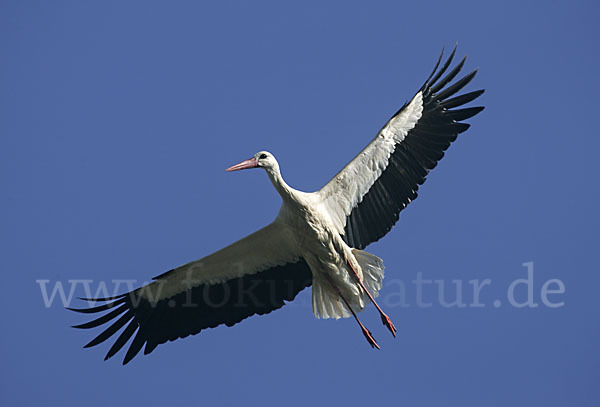 Weißstorch (Ciconia ciconia)