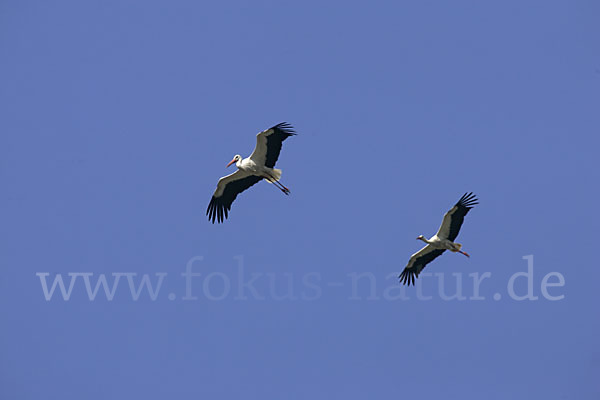 Weißstorch (Ciconia ciconia)