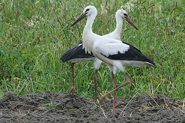 Weißstorch (Ciconia ciconia)