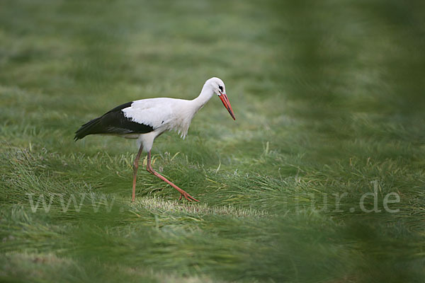 Weißstorch (Ciconia ciconia)