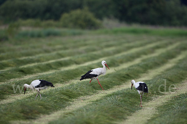 Weißstorch (Ciconia ciconia)