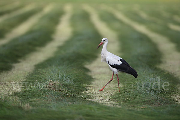 Weißstorch (Ciconia ciconia)