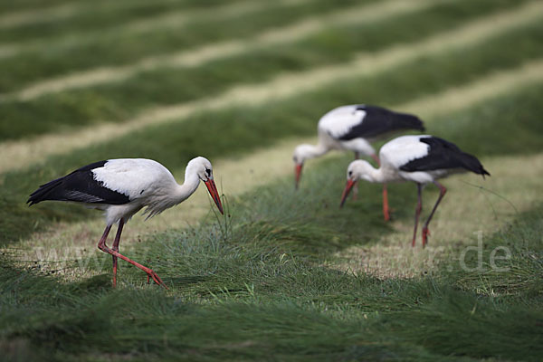 Weißstorch (Ciconia ciconia)