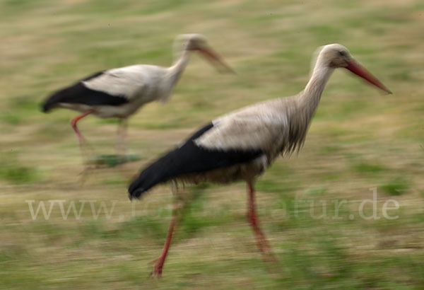 Weißstorch (Ciconia ciconia)