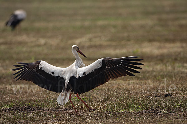 Weißstorch (Ciconia ciconia)