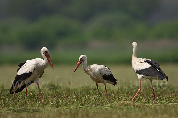 Weißstorch (Ciconia ciconia)