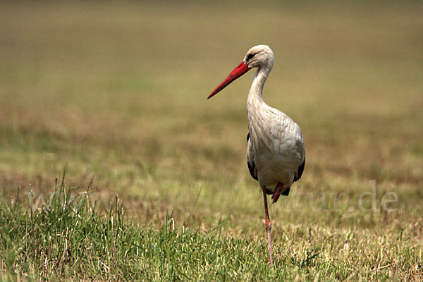 Weißstorch (Ciconia ciconia)