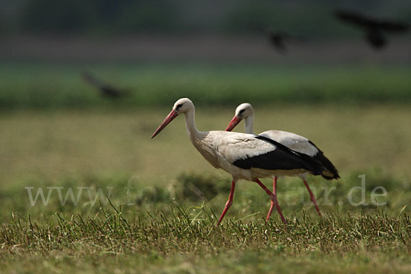 Weißstorch (Ciconia ciconia)