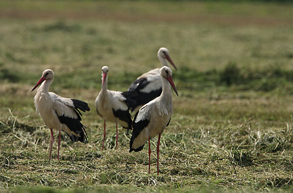 Weißstorch (Ciconia ciconia)