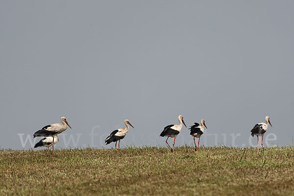 Weißstorch (Ciconia ciconia)