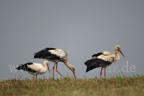 Weißstorch (Ciconia ciconia)