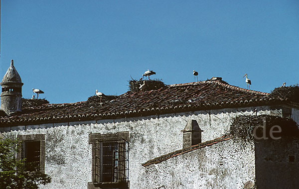 Weißstorch (Ciconia ciconia)