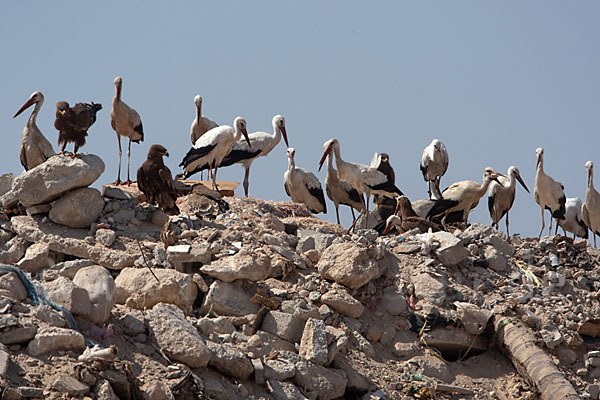 Weißstorch (Ciconia ciconia)