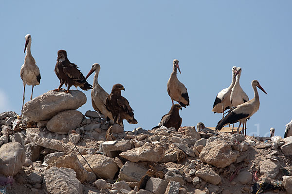 Weißstorch (Ciconia ciconia)