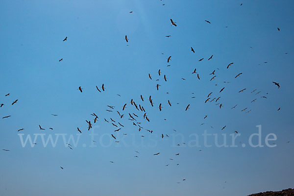 Weißstorch (Ciconia ciconia)