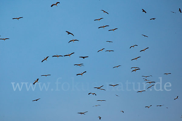 Weißstorch (Ciconia ciconia)