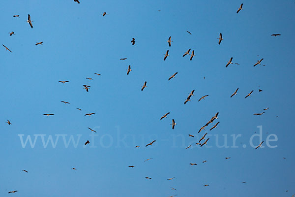 Weißstorch (Ciconia ciconia)