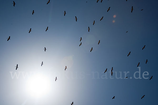 Weißstorch (Ciconia ciconia)