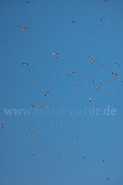 Weißstorch (Ciconia ciconia)