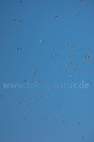 Weißstorch (Ciconia ciconia)