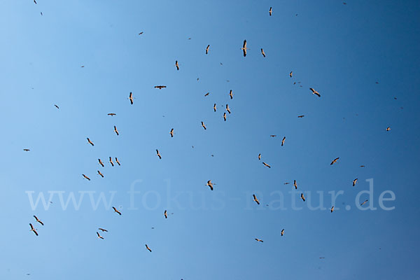 Weißstorch (Ciconia ciconia)