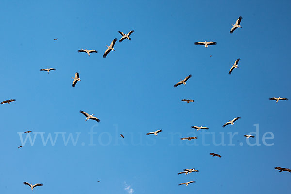 Weißstorch (Ciconia ciconia)