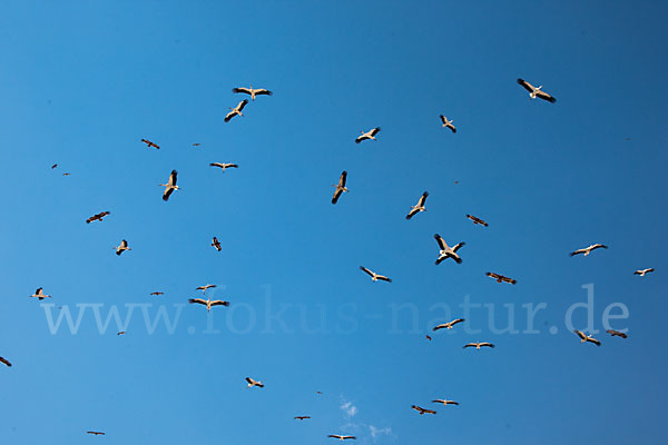 Weißstorch (Ciconia ciconia)