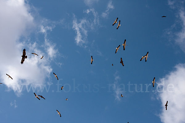 Weißstorch (Ciconia ciconia)