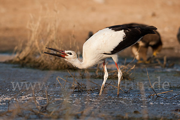 Weißstorch (Ciconia ciconia)