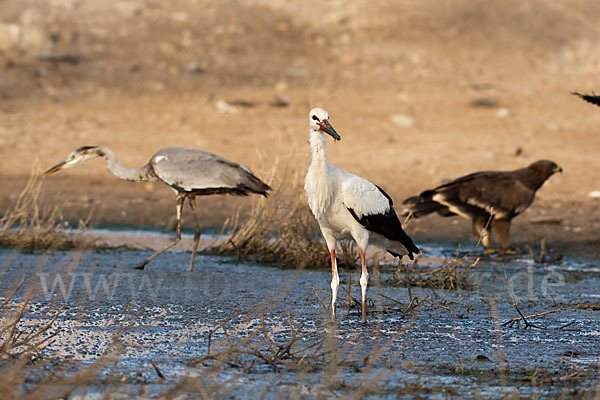 Weißstorch (Ciconia ciconia)