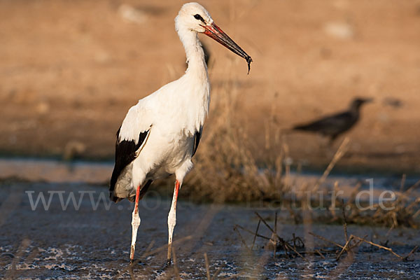 Weißstorch (Ciconia ciconia)