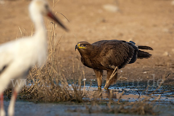 Weißstorch (Ciconia ciconia)