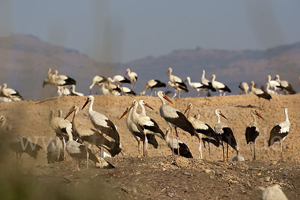 Weißstorch (Ciconia ciconia)