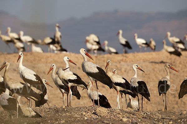 Weißstorch (Ciconia ciconia)