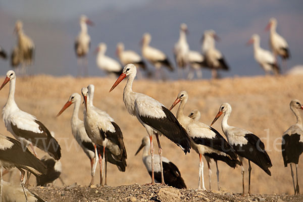 Weißstorch (Ciconia ciconia)