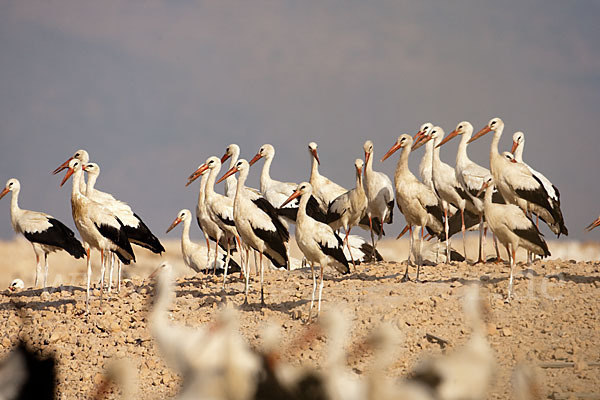 Weißstorch (Ciconia ciconia)