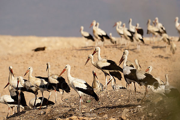 Weißstorch (Ciconia ciconia)