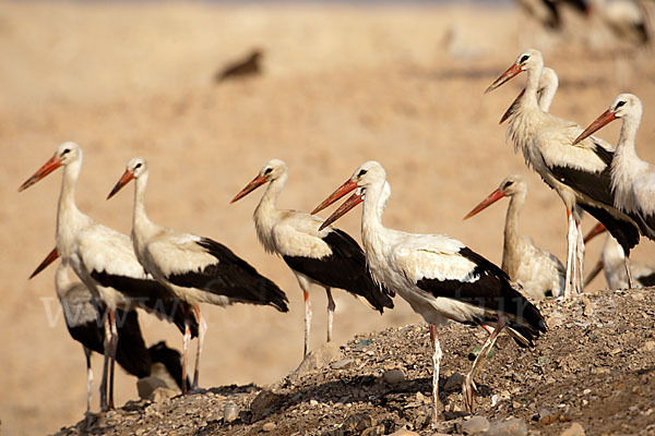 Weißstorch (Ciconia ciconia)