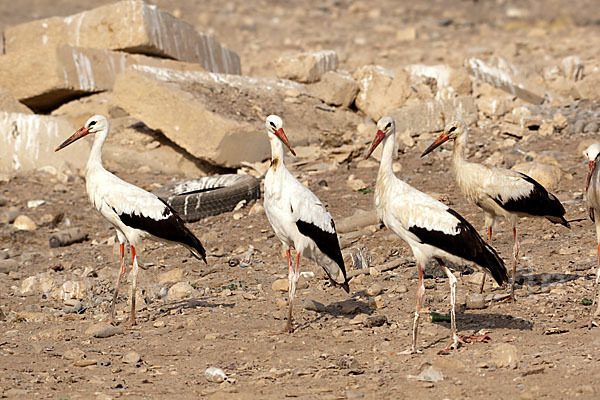 Weißstorch (Ciconia ciconia)