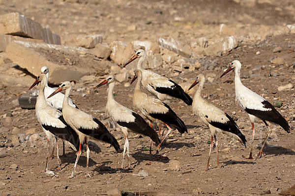 Weißstorch (Ciconia ciconia)