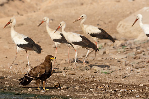 Weißstorch (Ciconia ciconia)