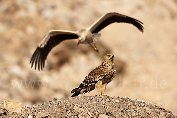 Weißstorch (Ciconia ciconia)