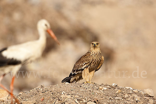 Weißstorch (Ciconia ciconia)