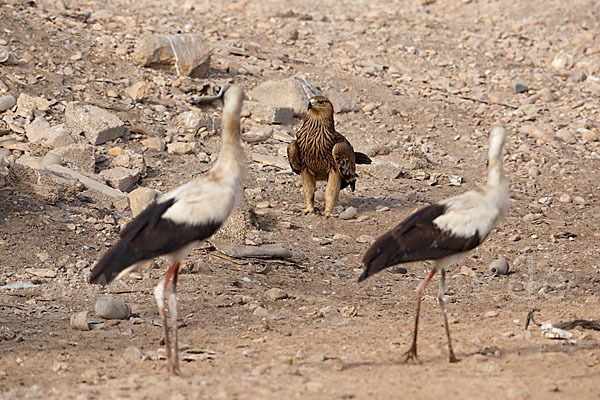 Weißstorch (Ciconia ciconia)