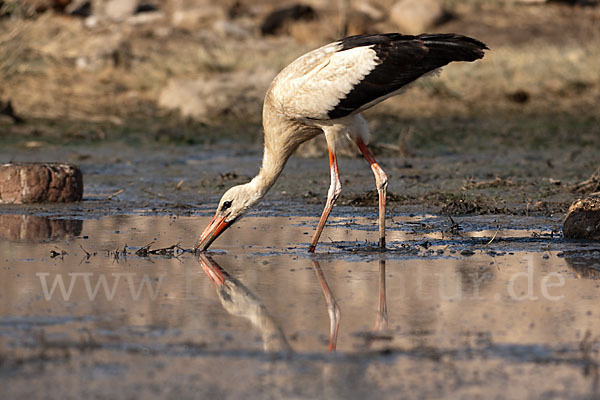 Weißstorch (Ciconia ciconia)