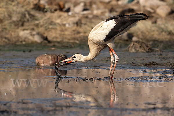 Weißstorch (Ciconia ciconia)