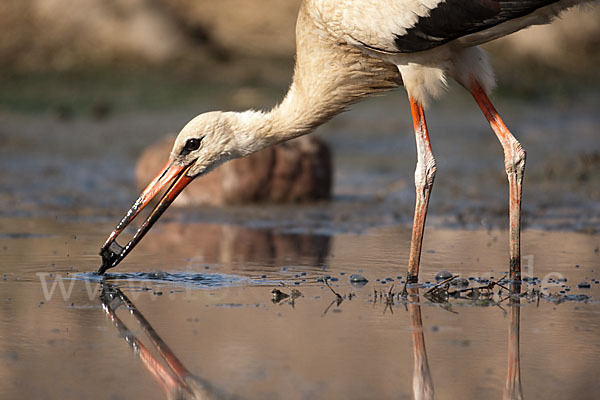 Weißstorch (Ciconia ciconia)