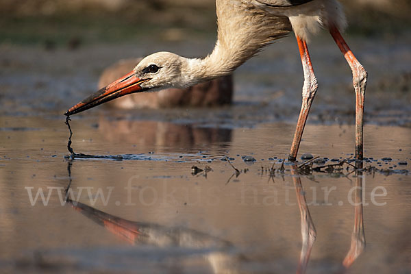 Weißstorch (Ciconia ciconia)